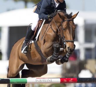 Lot of good Belgian Warmbloods in America Lot of good Belgian Warmbloods in America