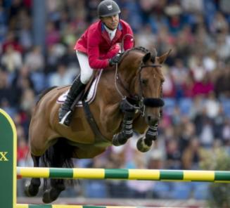 Belgian Warmblood n° 1 Belgian Warmblood n° 1