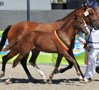 25 ponyveulens op Nationaal Veulenkampioenschap BRp 25 ponyveulens op Nationaal Veulenkampioenschap BRp