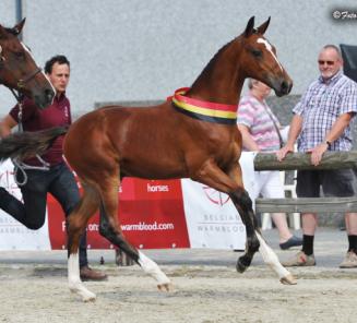 BWP Foal Championship 2016 : The Jumping Bred Champions