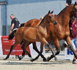 BWP FOAL CHAMPIONCHIP 2016 : THE DRESSAGE BRED CHAMPIONS