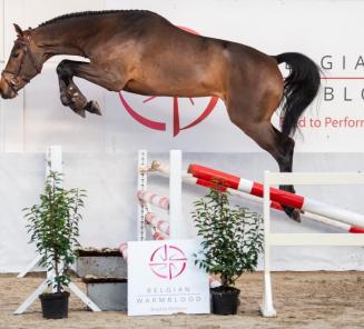 BWP Top Stallion Auction presents: the auction stallions BWP Top Stallion Auction presents: the auction stallions