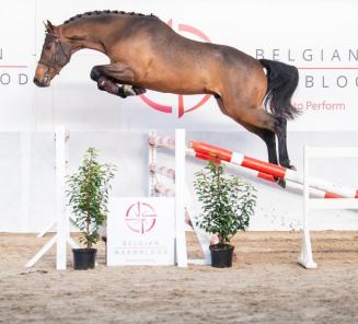 BWP Top Stallion Auction: enchérir en ligne ou par téléphone BWP Top Stallion Auction: enchérir en ligne ou par téléphone