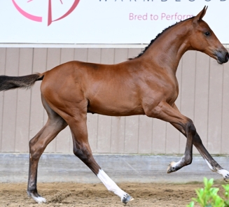 BWP Elite Foal Auction