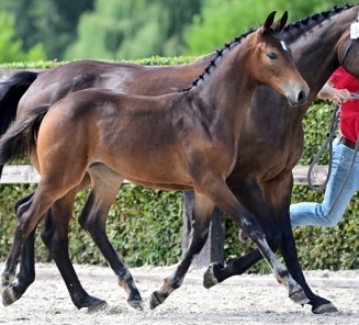 winny vh kaleyhof online foal auction
