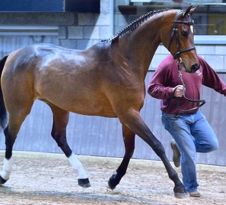 Elitemerrie Je t'Adore Van Den Ouburg