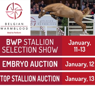 collectie top stallion embryo auction