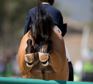 detail paard