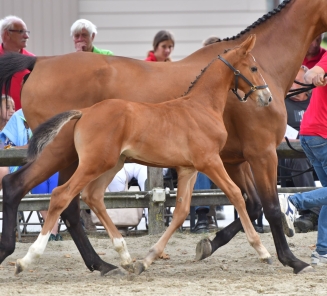 fokkerijdag Sint-Niklaas