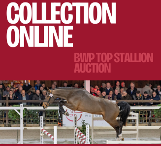 collection bwp top stallion auction