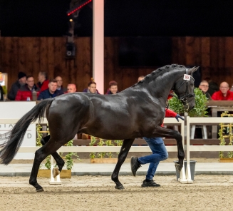 Hengstenkeuring dressuur