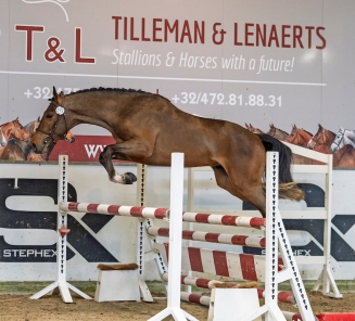 BRp Hengstenkeuring 2026