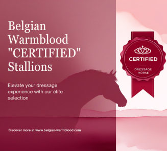 CERTIFIED Stallions dressuur