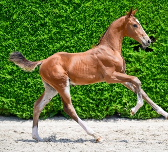VANDAAG ELITE FOAL AUCTION