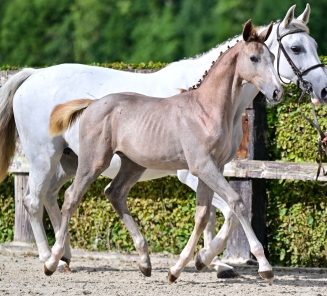 BWP Online Foal Auction 2026