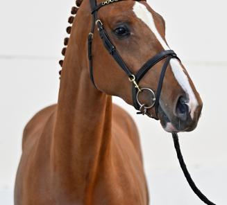 BWP Young Horses Auction: Register already now! BWP Young Horses Auction: Register already now!