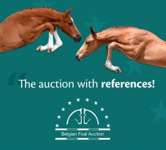 Save the date: BWP Online Foal Auction: du 28 sept au 1er oct Save the date: BWP Online Foal Auction: du 28 sept au 1er oct