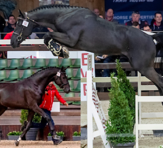The first dates of the BWP Stallion Selection are known