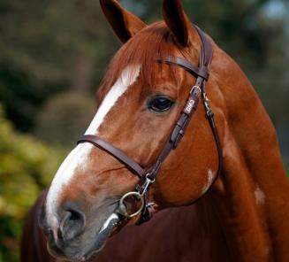 Part 2 Auction stallions Part 2 Auction stallions
