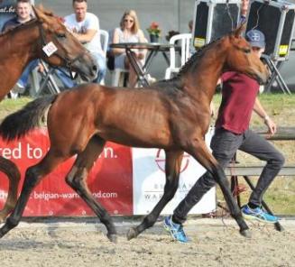 The champions of the National BWP Foal Championships The champions of the National BWP Foal Championships