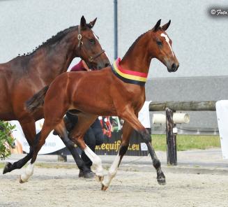 De très nombreux poulains inscrits au Championnat National ce samedi! De très nombreux poulains inscrits au Championnat National ce samedi!