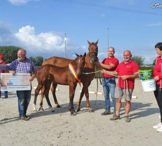 Via Veulenkampioenschap ook nog deelname Nationaal Bestgaande Rijpony mogelijk! Via Veulenkampioenschap ook nog deelname Nationaal Bestgaande Rijpony mogelijk!
