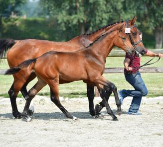 BWP auctions about 70 foals during 2 sales moments BWP auctions about 70 foals during 2 sales moments