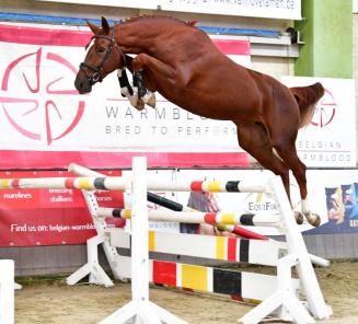 BWP takes new initiative with the 'BWP Young Horses Auction' BWP takes new initiative with the 'BWP Young Horses Auction'