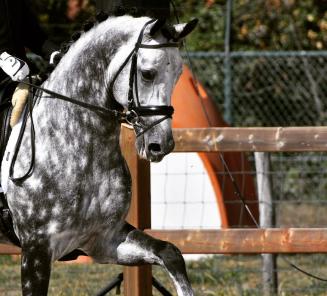 La Coupe de Belgique de dressage: les chevaux BWP brillent! La Coupe de Belgique de dressage: les chevaux BWP brillent!
