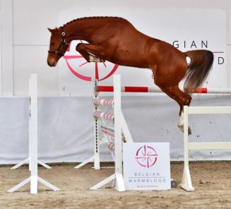 Collection of the BWP Young Horses Auction Collection of the BWP Young Horses Auction