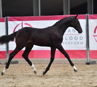 BWP Online Foal Auction : last hours BWP Online Foal Auction : last hours