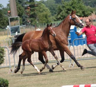 Pour les éleveurs BWP Wallon: le BWP région Tirlemont ouvre ses portes à tous les éleveurs wallons et vous invite à participer à leur journée d’élevage le samedi 10 juillet Pour les éleveurs BWP Wallon: le BWP région Tirlemont ouvre ses portes à tous les éleveurs wallons et vous invite à participer à leur journée d’élevage le samedi 10 juillet