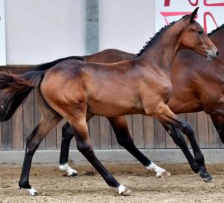 BWP Online Foal Auction: bidding has started BWP Online Foal Auction: bidding has started