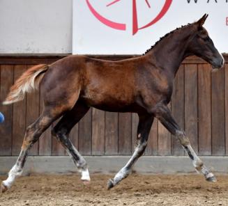 BWP Online Foal Auction: 9-12 October BWP Online Foal Auction: 9-12 October