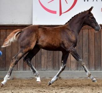 La vente au enchères le BWP Online Foal Auction: toutes les infos en ligne La vente au enchères le BWP Online Foal Auction: toutes les infos en ligne