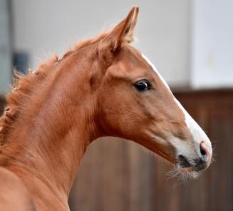 BWP Online Foal Auction : last hours BWP Online Foal Auction : last hours