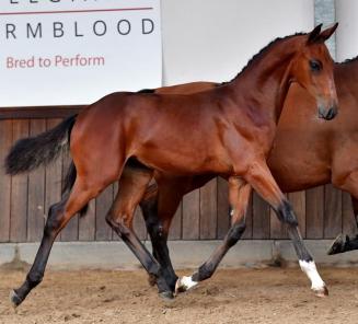BWP Online Foal Auction Catalog BWP Online Foal Auction Catalog