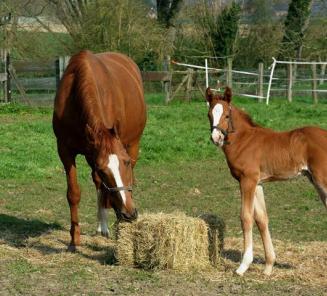 Foal born? Choose BWP!