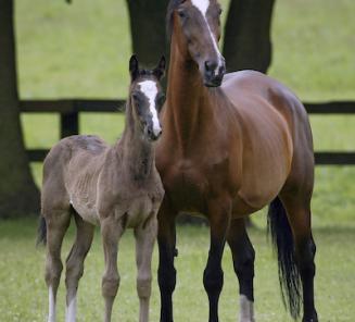 Foal registration Belgian Warmblood-BWP