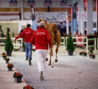 The very last days to enroll for the BWP stallion approval and the top stallion auction The very last days to enroll for the BWP stallion approval and the top stallion auction