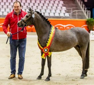 BRp-hengstenhouder kleine maat - Joris De Pauw: Ponyfokkerij kleine maat niet evident BRp-hengstenhouder kleine maat - Joris De Pauw: Ponyfokkerij kleine maat niet evident