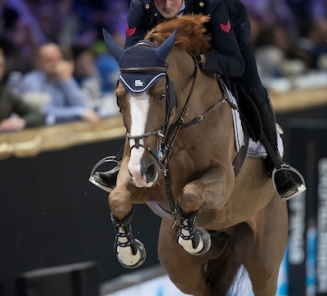 Le BWP toujours le meilleur stud-book du monde! Le BWP toujours le meilleur stud-book du monde!