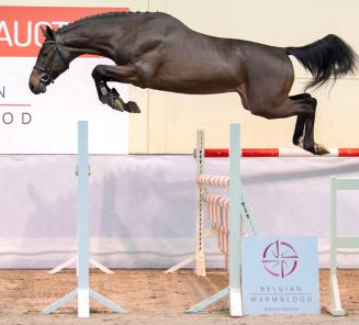 BWP Top Stallion Auction: top studbook presents top stallions out of top dam lines BWP Top Stallion Auction: top studbook presents top stallions out of top dam lines