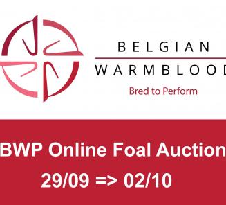 Belgian Warmblood-BWP presents first Online Foal Auction Belgian Warmblood-BWP presents first Online Foal Auction