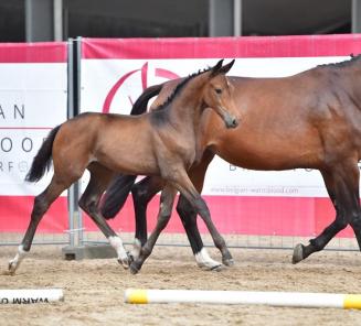 BWP Online Foal Auction : a unique chance to buy a foal from the best studbook in the world! BWP Online Foal Auction : a unique chance to buy a foal from the best studbook in the world!