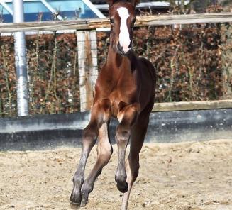 First BWP Online Foal Auction will be held with an excellent group of 52 foals First BWP Online Foal Auction will be held with an excellent group of 52 foals