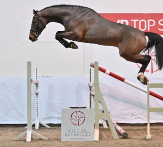 BWP Top Stallion Auction presents the auction stallions. BWP Top Stallion Auction presents the auction stallions.