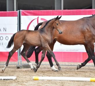 Inschrijvingen Prijskamp Leiestreek & Flanders Foal Championship open Inschrijvingen Prijskamp Leiestreek & Flanders Foal Championship open