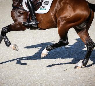 Triomphe de Muze levert winnaar in Drammen Triomphe de Muze levert winnaar in Drammen