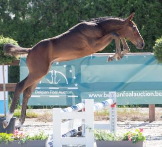 Belgian Foal Auction viert jubileum editie Belgian Foal Auction viert jubileum editie